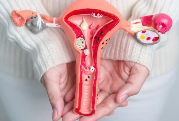 Anatomy of the Ovaries and Some Related Common Conditions