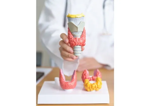 The Thyroid Gland