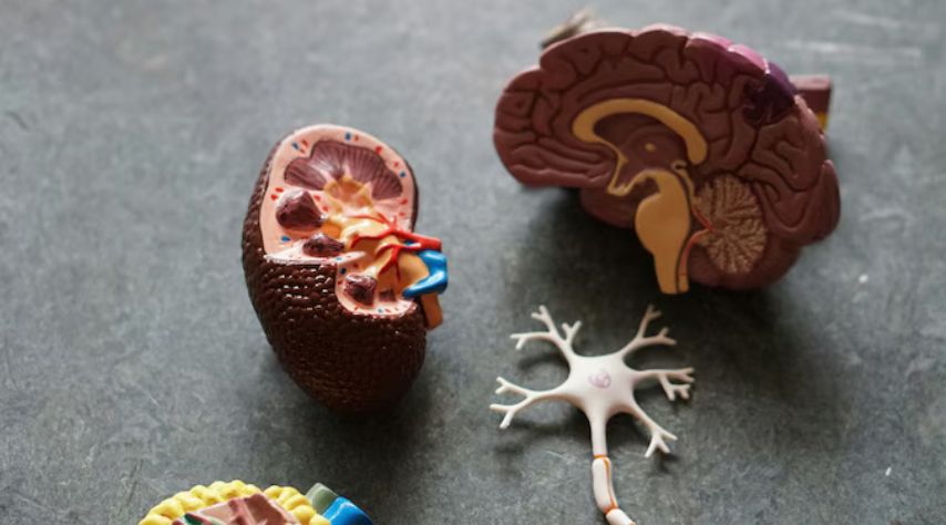 Averting the Risk Factors of Autosomal Dominant Polycystic Kidney Disease