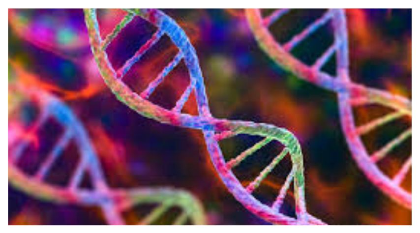 The genetics behind Autosomal Dominant Polycystic Kidney Disease