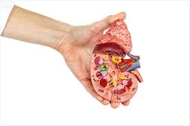 Understanding Autosomal Dominant Polycystic Kidney Disease